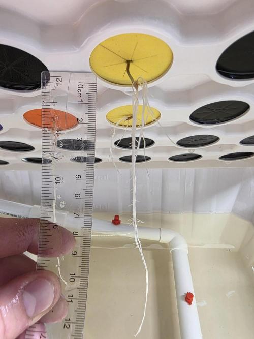 Hydroponic Step by Step. Week 0 - Tag 14: Lemon Mandarin