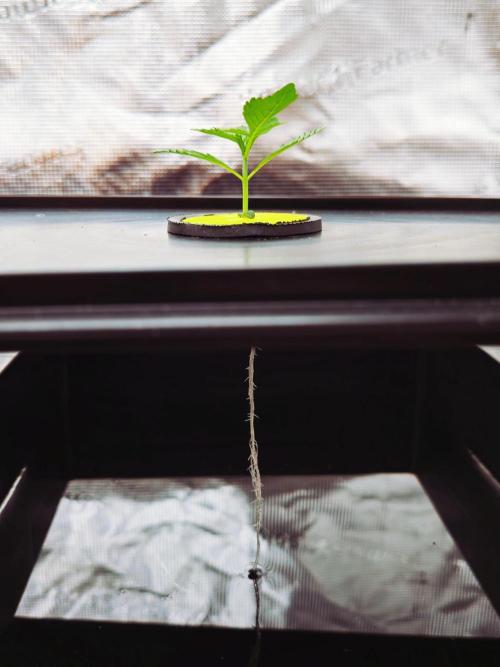 Hydroponic Step by Step. Week 1 - Lemon Mandarin Veg Day 01