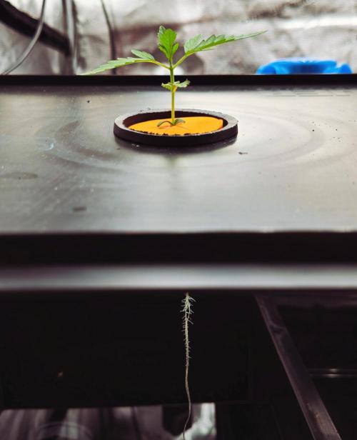 Hydroponic Step by Step. Week 1 - Super Drip Veg Day 01
