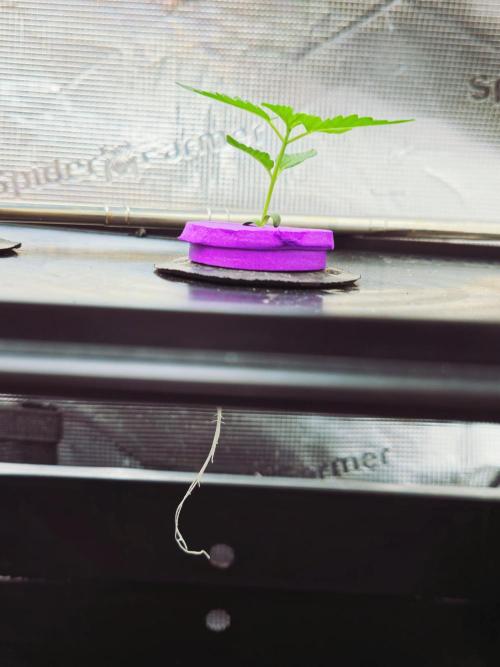 Hydroponic Step by Step. Week 1 - Blueberry Cupcake Veg Day 1