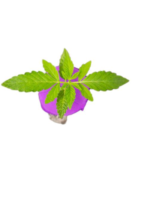 Hydroponic Step by Step. Week 1 - Blueberry CupCake Veg Day 01