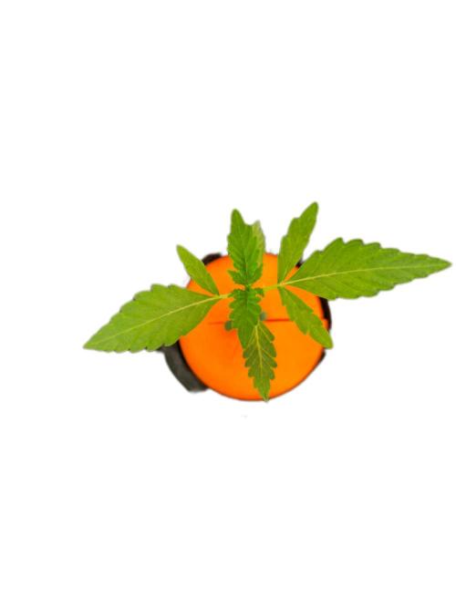 Hydroponic Step by Step. Week 1 - Super Drip Veg Day 01