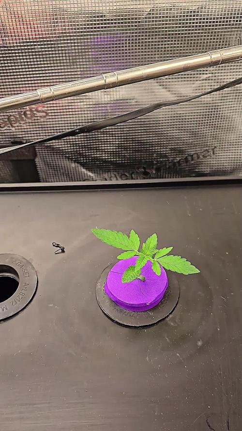 Hydroponic Step by Step