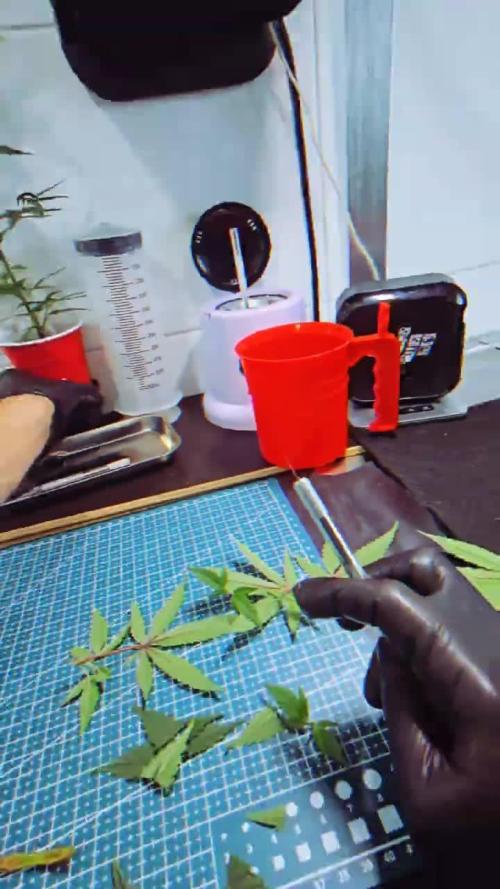 Hydro Clones | Superboof & Amnesia Haze