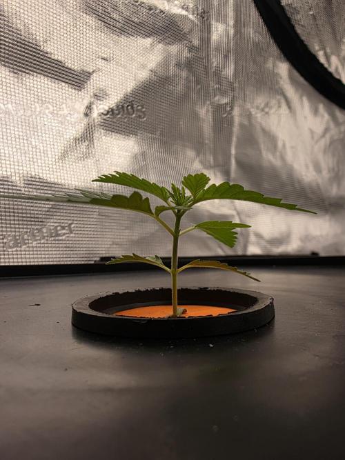 Hydroponic Step by Step. Week 1 - Veg Day 02 Superdrip
