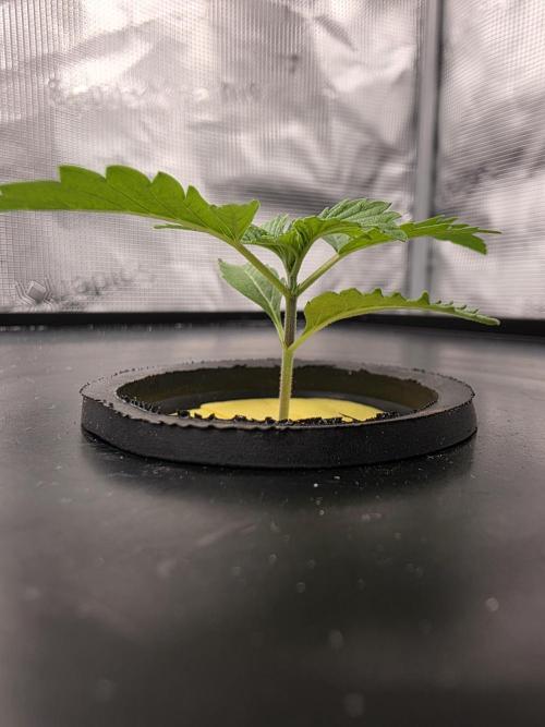 Hydroponic Step by Step. Week 1 - Veg Day 02 Lemon Mandarin