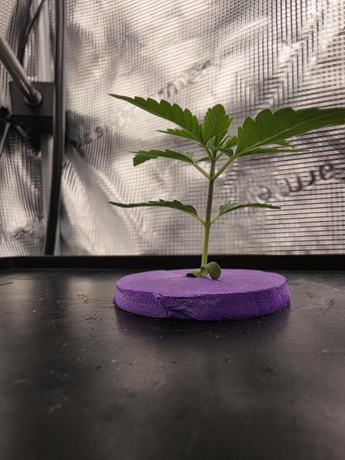 Hydroponic Step by Step. Week 1 - Veg Day 02 Blueberry Cupcake