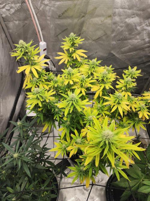 SkunkOne Blue Dream run #4. Week 5