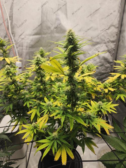 SkunkOne Blue Dream run #4. Week 5