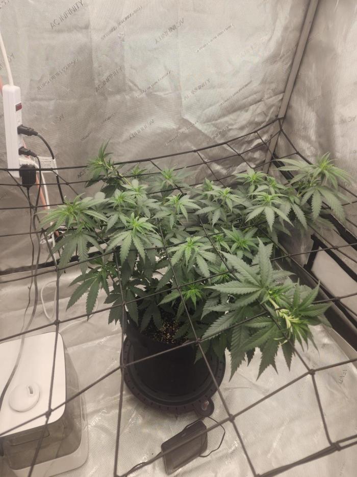 SkunkOne Blue Dream run #4. Week 2