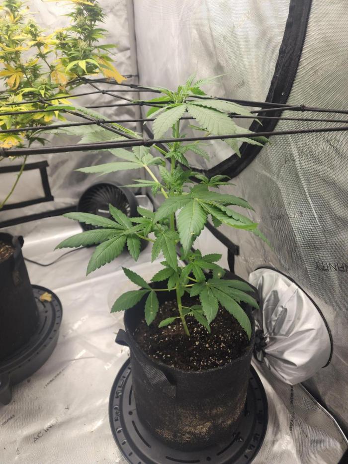 The Forge Auto. Week 1