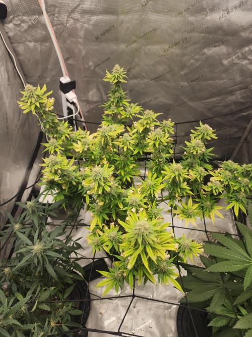 SkunkOne Blue Dream run #4. Week 6