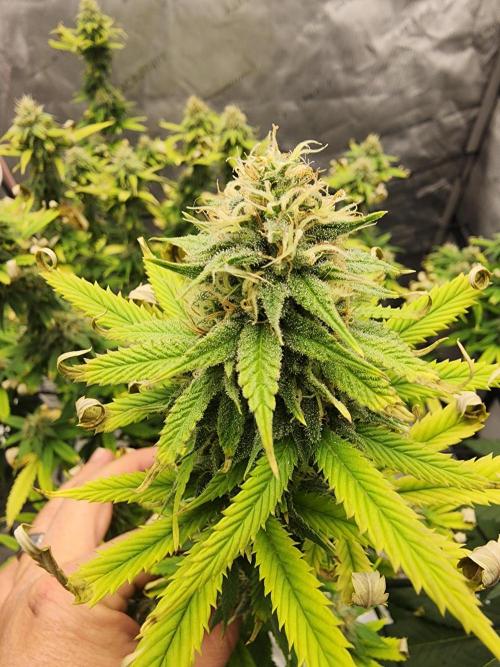 SkunkOne Blue Dream run #4. Week 6