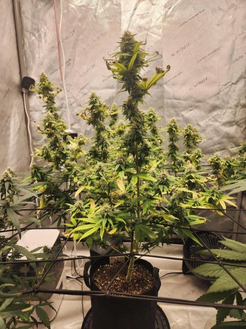 SkunkOne Blue Dream run #4. Week 6