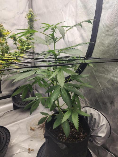 The Forge Auto. Week 2