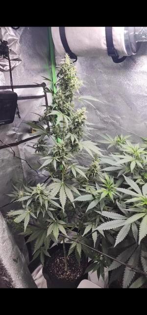 Comment by SkunkOne photo #1