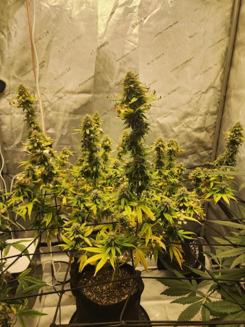 SkunkOne Blue Dream run #4. Week 8