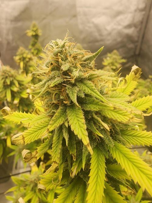 SkunkOne Blue Dream run #4. Week 8