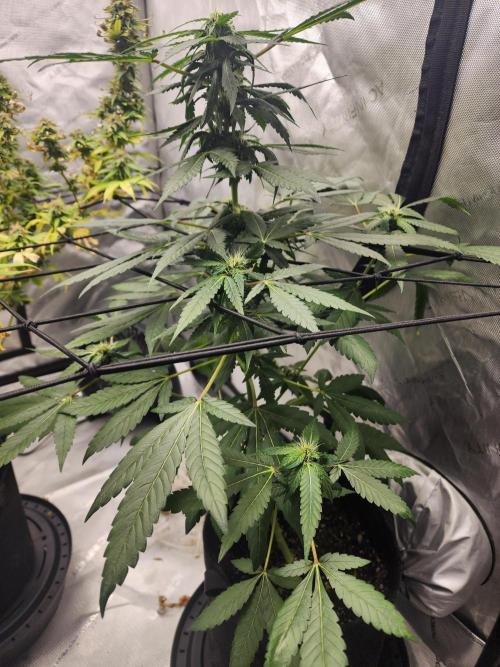 The Forge Auto. Week 3