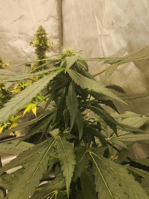 The Forge Auto. Week 3