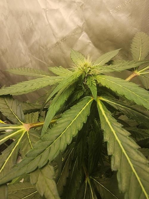 The Forge Auto. Week 3