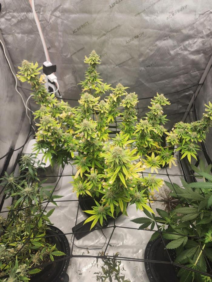 SkunkOne Blue Dream run #4. Week 7
