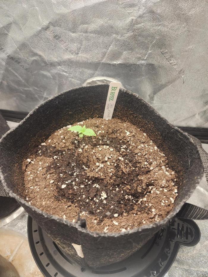 Jack Herer x Skunk. Week 1