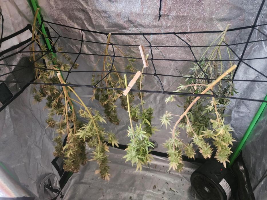 SkunkOne Blue Dream run #4. Week 9