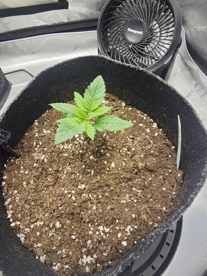 Jack Herer x Skunk. Week 2