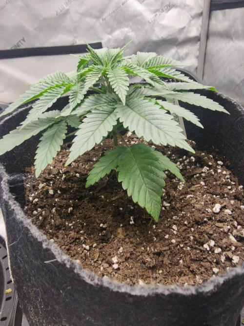 Jack Herer x Skunk. Week 3