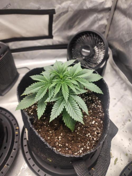 Jack Herer x Skunk. Week 3