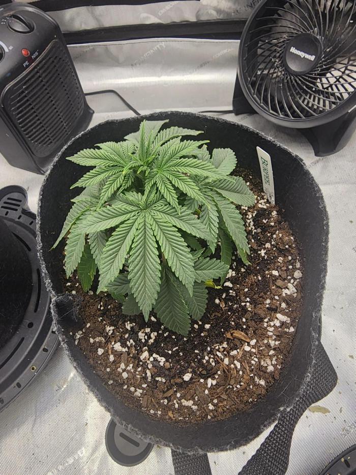 Jack Herer x Skunk. Week 4