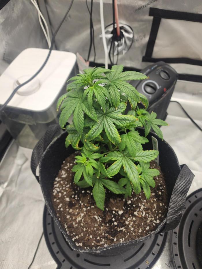 Red Poison. Week 5