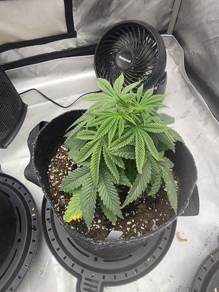 Jack Herer x Skunk. Week 5