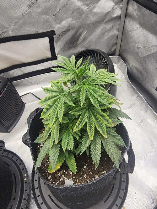 Jack Herer x Skunk. Week 6
