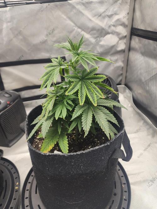 Jack Herer x Skunk. Week 6