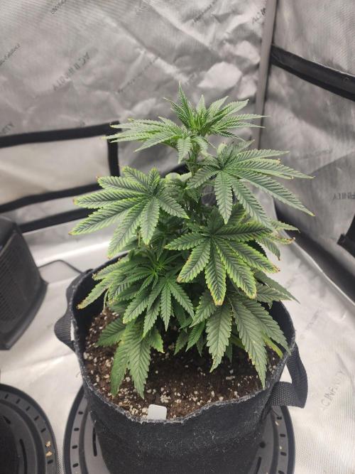Jack Herer x Skunk. Week 7