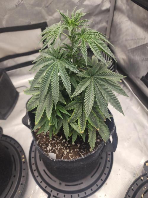 Jack Herer x Skunk. Week 8