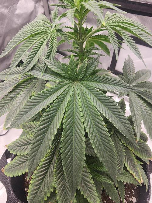 Jack Herer x Skunk. Week 8