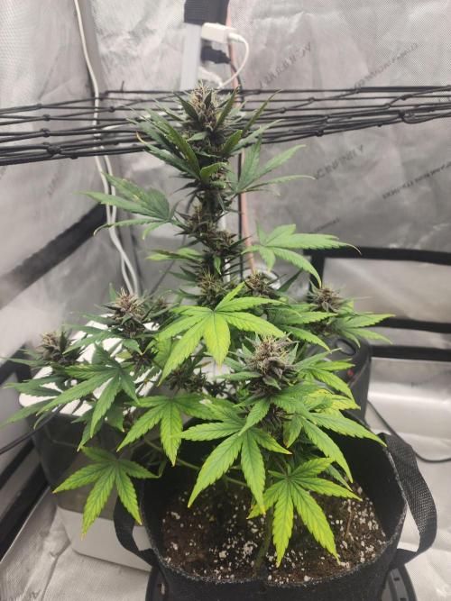 Red Poison. Week 10