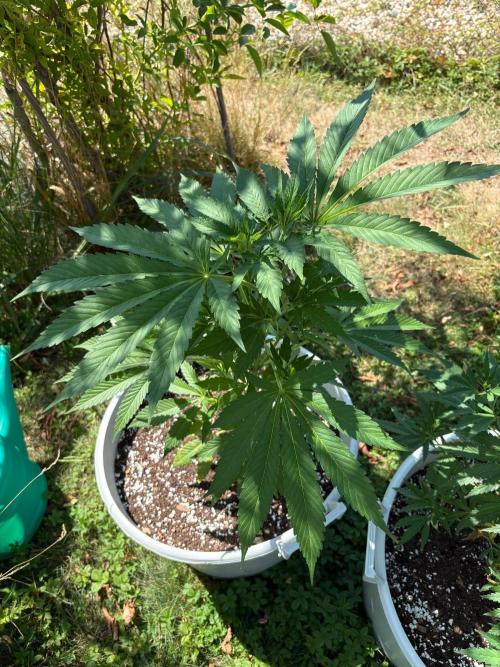 Balda RAS Mimosa I.. Week 10
