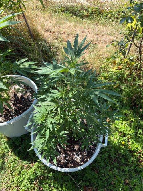 Balda RAS Mimosa I.. Week 10