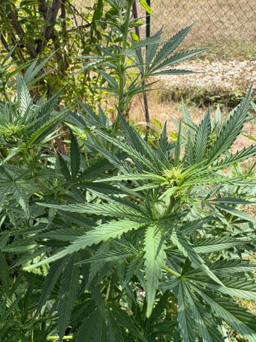 Balda RAS Mimosa I.. Week 14