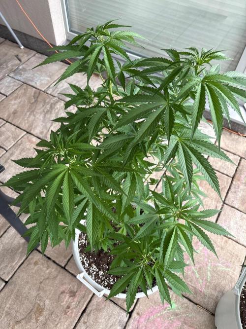 Balda RAS Mimosa I.. Week 14