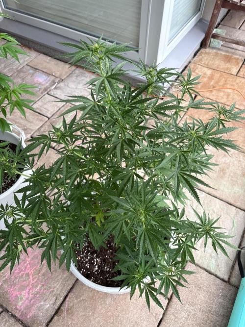 Balda RAS Mimosa I.. Week 14