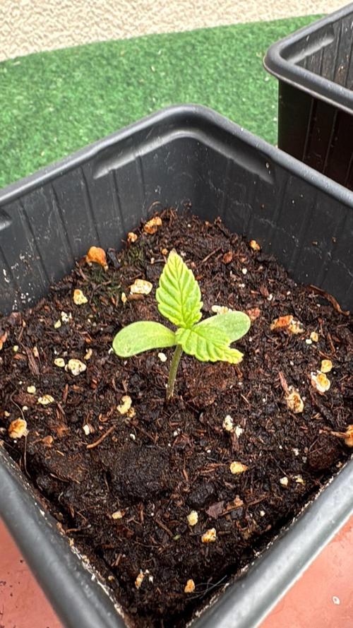 Balda RAS Mimosa I.. Week 1