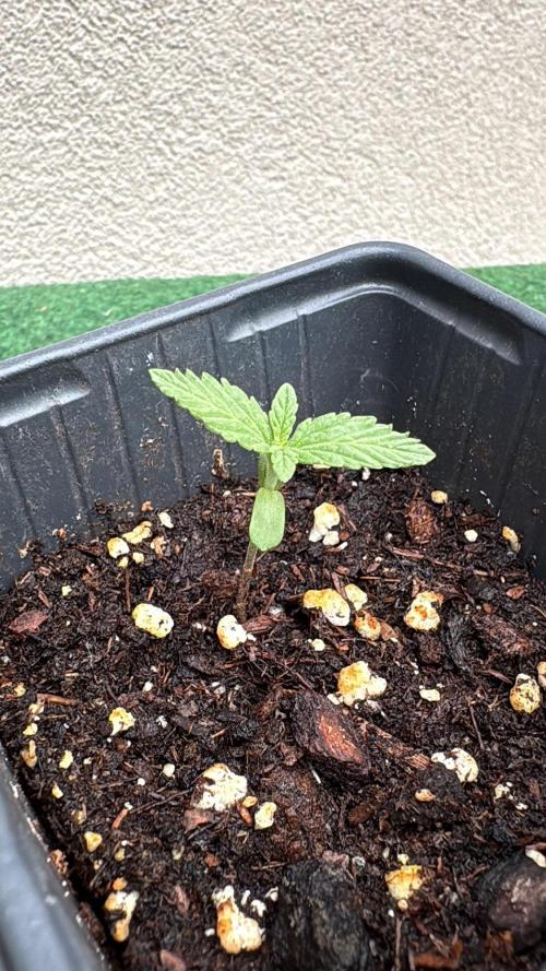 Balda RAS Mimosa I.. Week 1