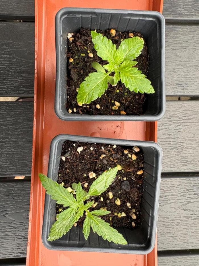 Balda RAS Mimosa I.. Week 4