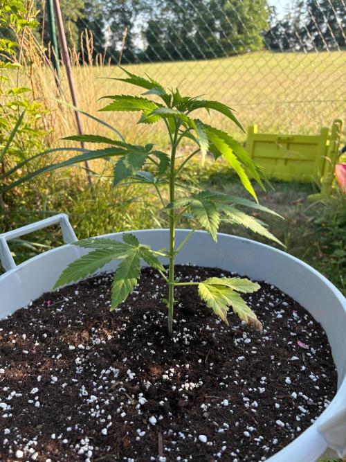 Balda RAS Mimosa I.. Week 7