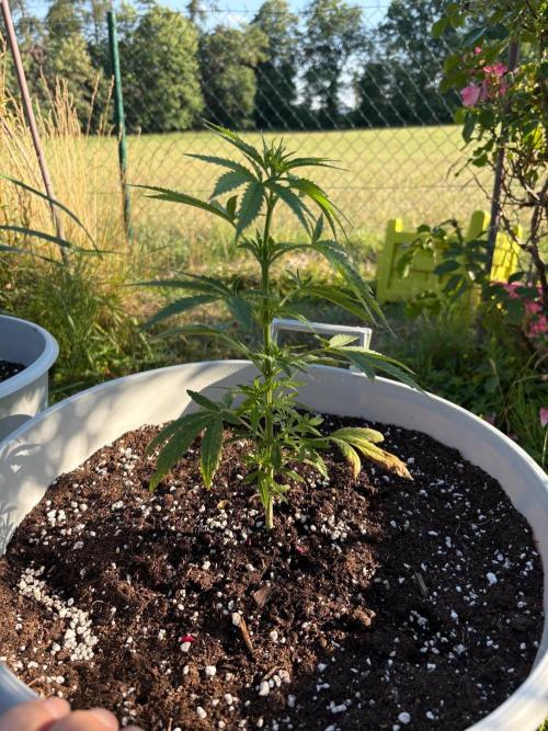 Balda RAS Mimosa I.. Week 7